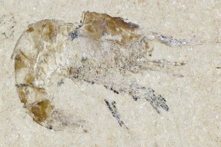 Cretaceous Fossil Shrimp - Lebanon #107674